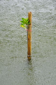Mangrove seedlings in the rain, Planted in the sea Thailand.