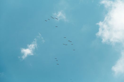 Many birds flying in the blue sky from below.