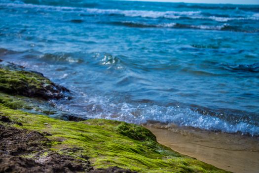Green algae on a rock on coastline of the blue sea.