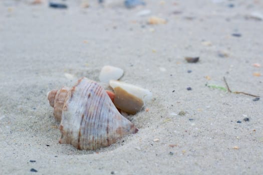 Seashells and clams on coastal sands, sandy beach seascape