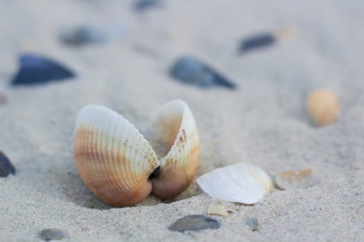 Seashells and clams on coastal sands, sandy beach seascape