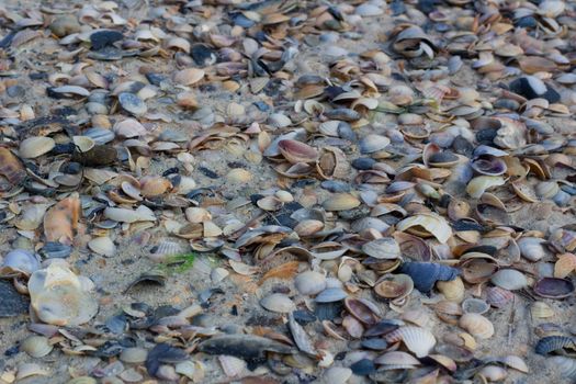 Seashells and clams on coastal sands, sandy beach seascape