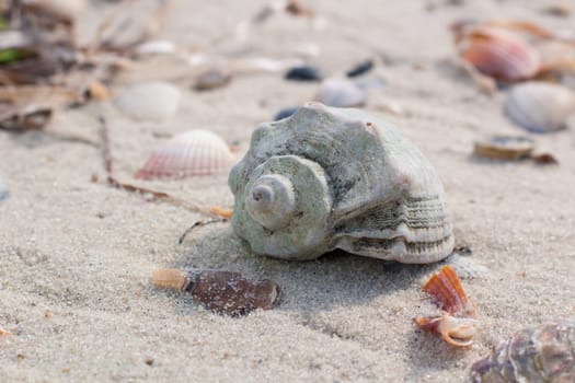 Seashells and clams on coastal sands, sandy beach seascape