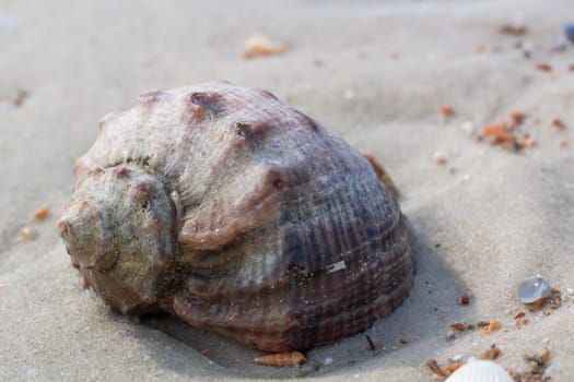 Seashells and clams on coastal sands, sandy beach seascape