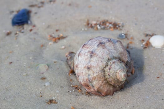 Seashells and clams on coastal sands, sandy beach seascape