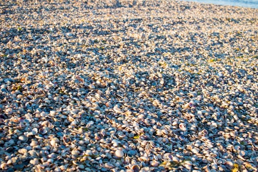 Seashells and clams on coastal sands, sunrise beach seascape