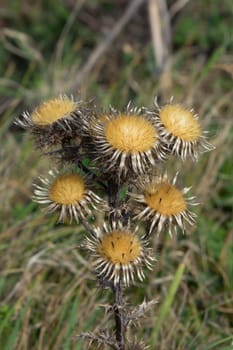Carline Thistle flower heads gone to seed.