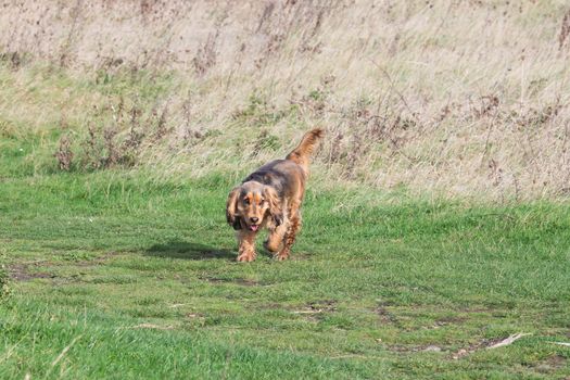 English Cocker Spaniel puppy running in English countryside.