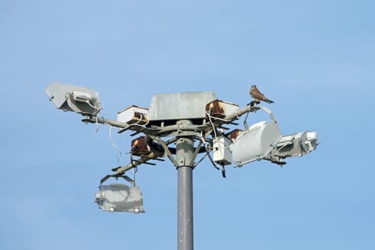 Common Kestrel male on security floodlights.