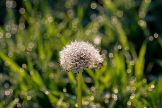 Dandelion seed head with dew drops.