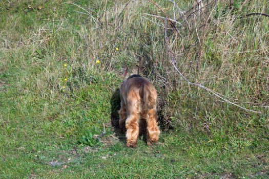 English Cocker Spaniel Puppy with her head down a rabbit hole in the English countryside.