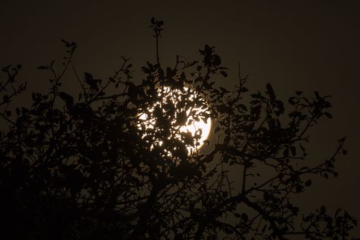 Harvest Moon through trees on 6 October 2017 over Sussex, England.