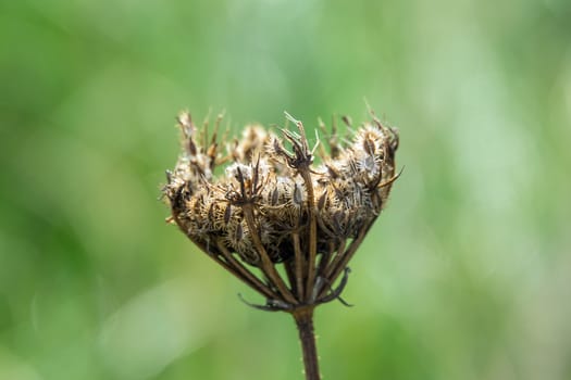 Seedhead of umbellifer wild flower.