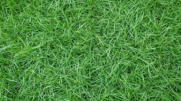 fresh spring green grass natural background texture