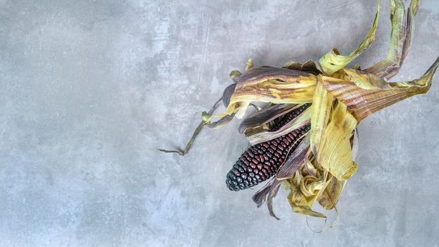 fresh organic purple corn cob with  leaves on a cement background with copy space