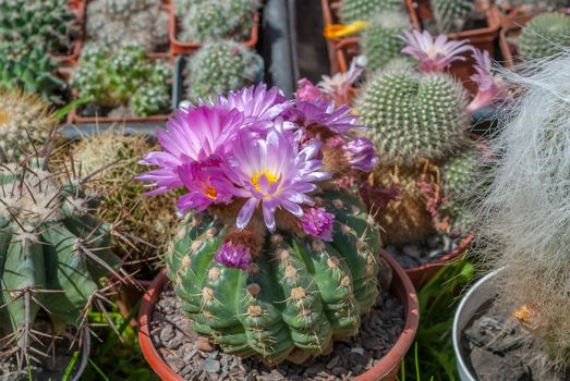 variety of cactus in a beautiful sunny day