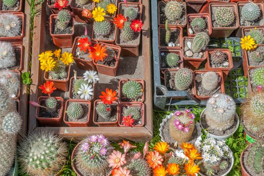 variety of cactus in a beautiful sunny day