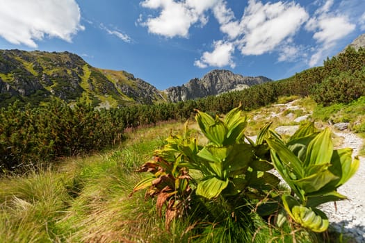 View on high rocky peaks in Tatra Mountains. Near Vysne Wahlenbergovo Pleso in High Tatra Mountains, Slovakia, Europe