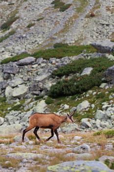 Tatra chamois in wilde environment on the background of mountains. Hight Tatras, Slovakia, Europe