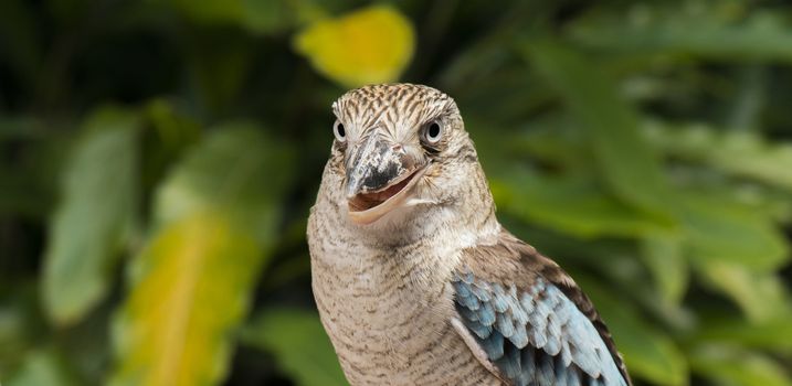 Australian kookaburra by itself resting outdoors during the day in Queensland