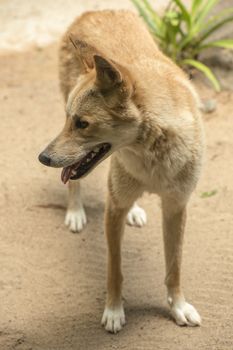 Large Australian dingo outside during the day.