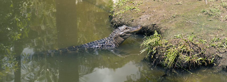 Crocodile outside during the daytime