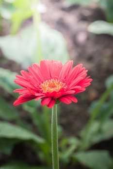 The background image of the colorful flowers, background nature