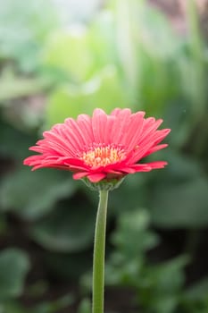 The background image of the colorful flowers, background nature