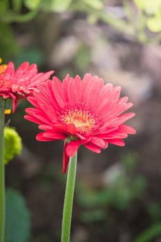 The background image of the colorful flowers, background nature