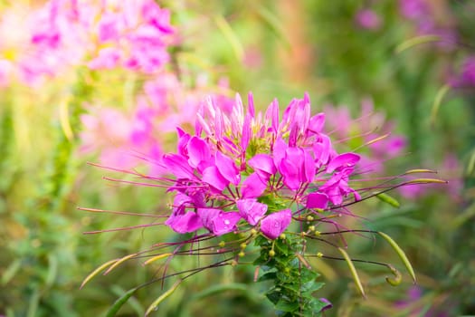 The background image of the colorful flowers, background nature