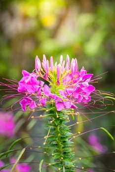 The background image of the colorful flowers, background nature