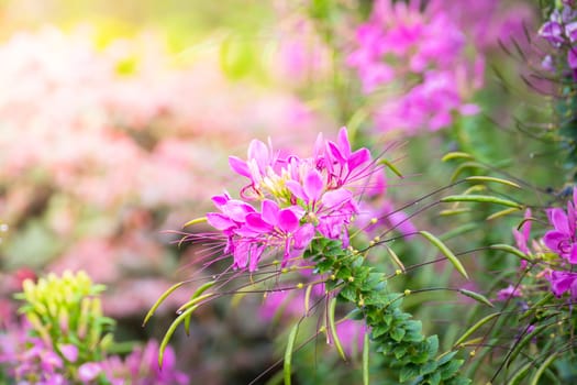 The background image of the colorful flowers, background nature