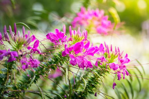 The background image of the colorful flowers, background nature