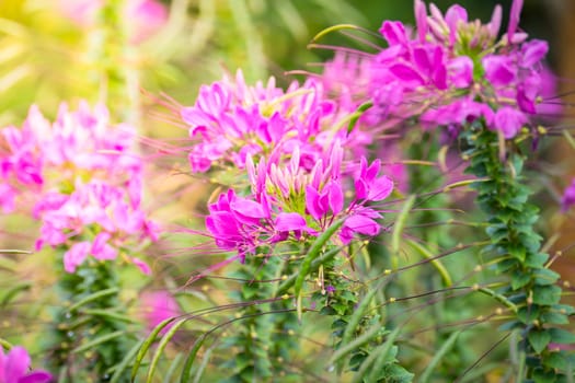 The background image of the colorful flowers, background nature