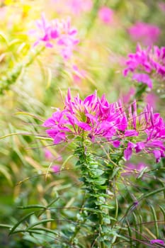 The background image of the colorful flowers, background nature