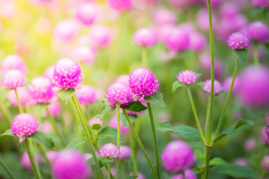 The background image of the colorful flowers, background nature