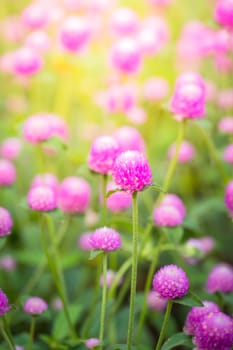 The background image of the colorful flowers, background nature