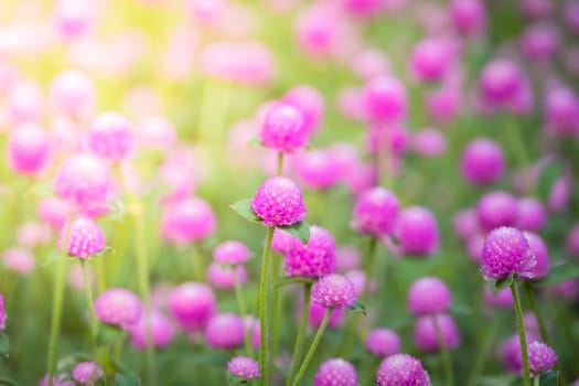 The background image of the colorful flowers, background nature