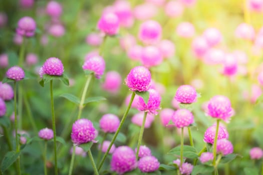 The background image of the colorful flowers, background nature