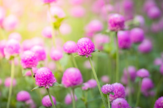 The background image of the colorful flowers, background nature