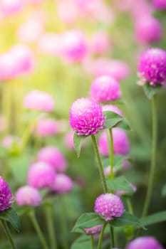 The background image of the colorful flowers, background nature