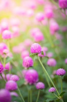 The background image of the colorful flowers, background nature