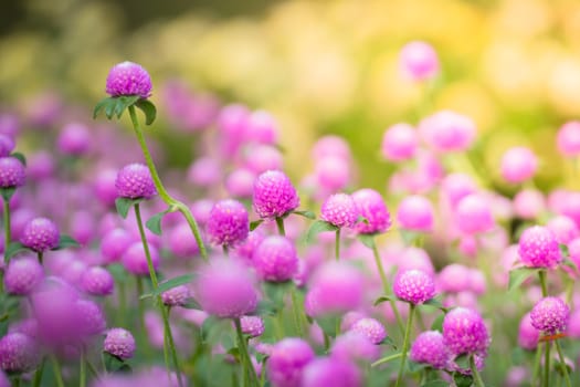 The background image of the colorful flowers, background nature