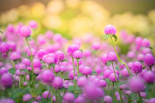 The background image of the colorful flowers, background nature