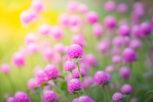 The background image of the colorful flowers, background nature