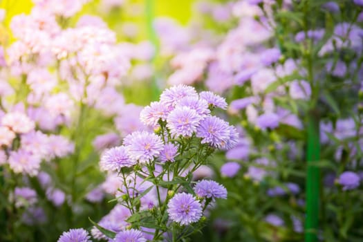 The background image of the colorful flowers, background nature