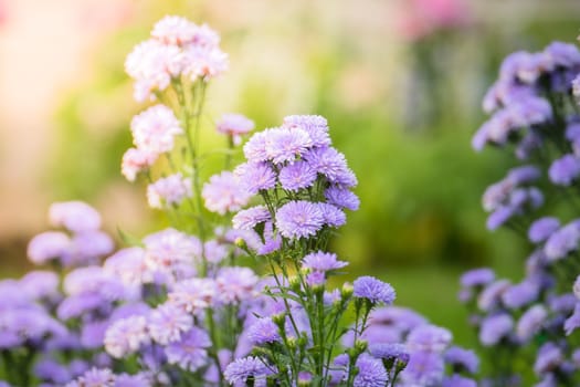 The background image of the colorful flowers, background nature