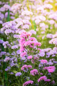 The background image of the colorful flowers, background nature