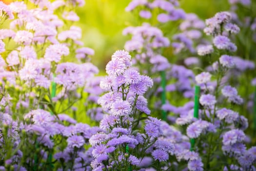 The background image of the colorful flowers, background nature