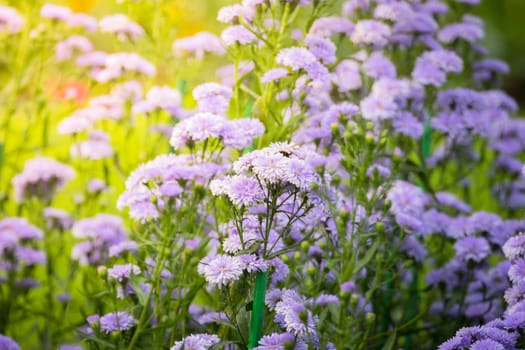 The background image of the colorful flowers, background nature